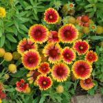 Fleurs - Gaillarde Primavera - Graines d'Exception - face recto